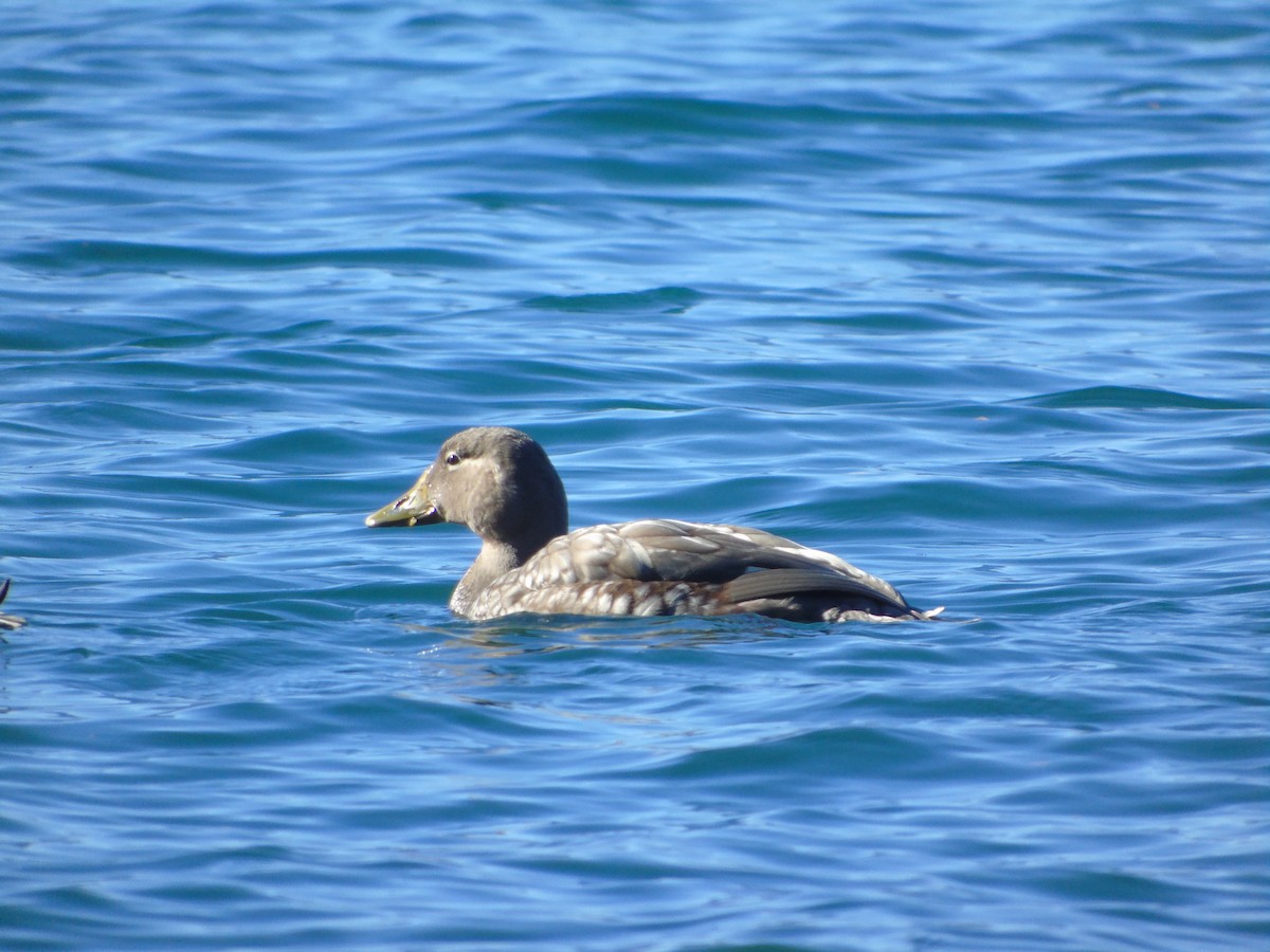 Flying Steamer-Duck - ML358547791