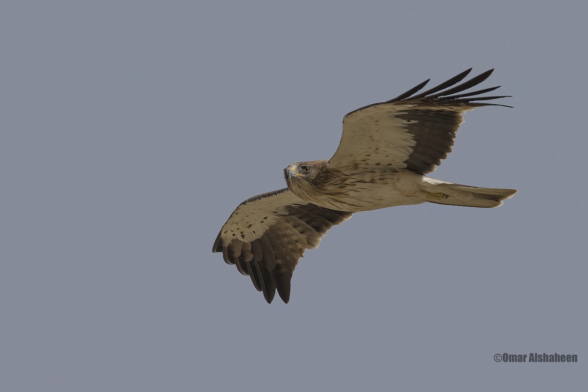 Booted Eagle - ML35854811