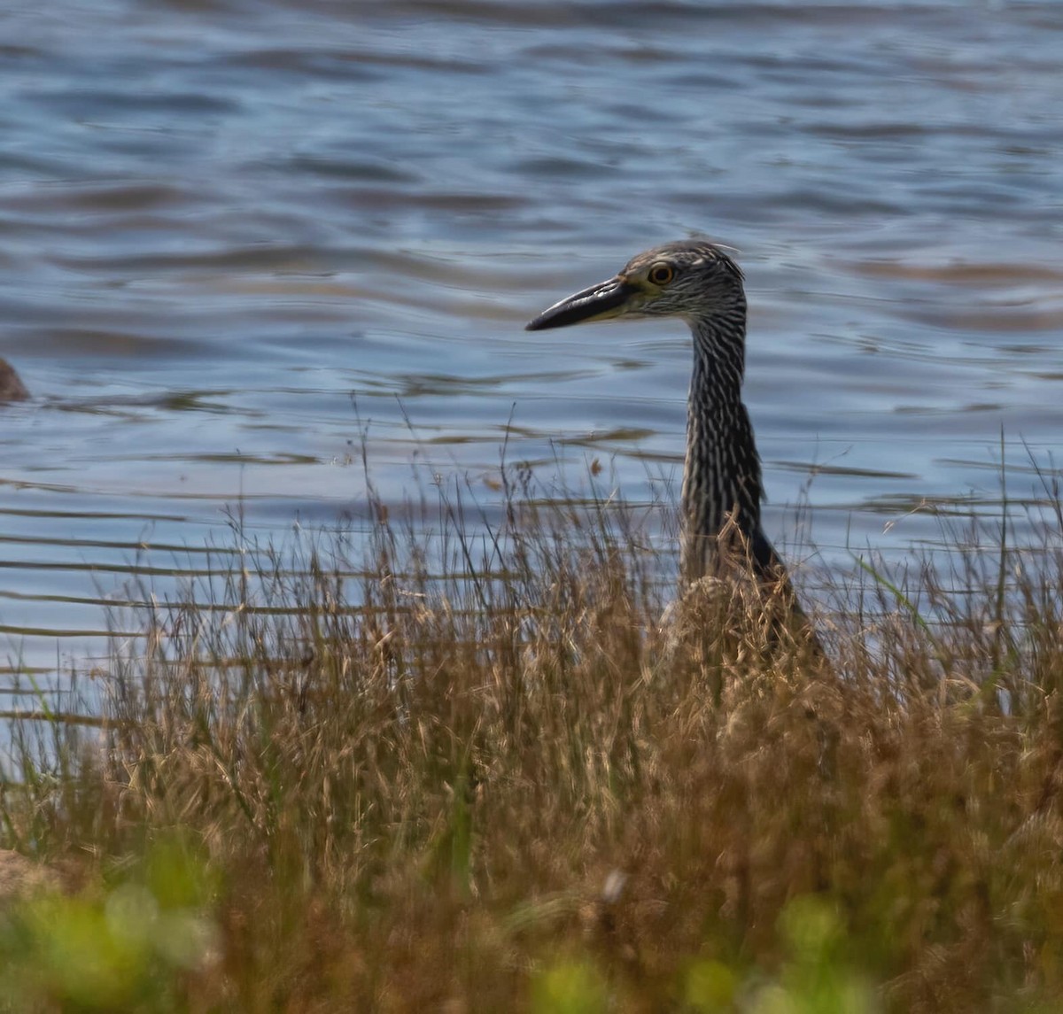 Yellow-crowned Night Heron - ML358548711