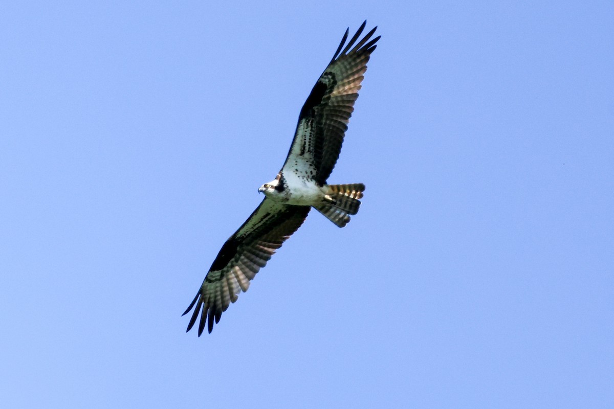 ミサゴ - ML358549771