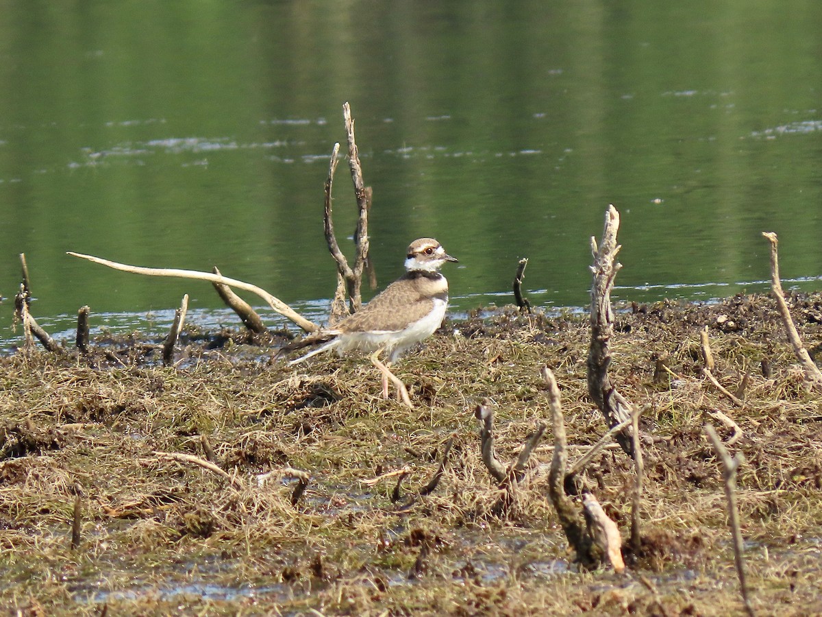 Killdeer - Kathleen Dvorak