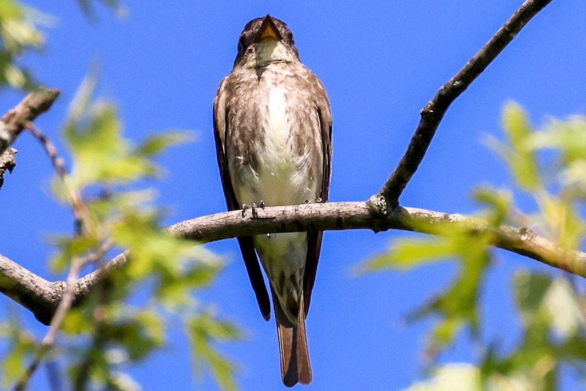 Olive-sided Flycatcher - ML358550191