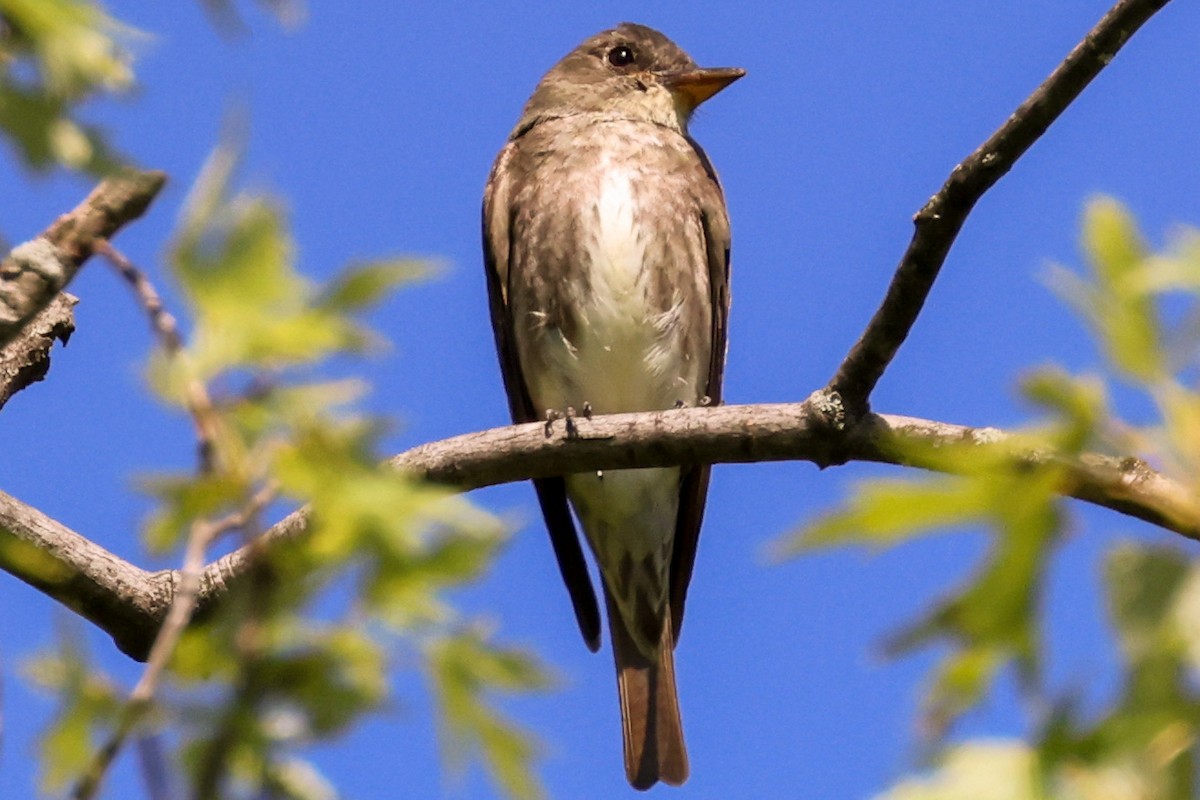 Olive-sided Flycatcher - ML358550201