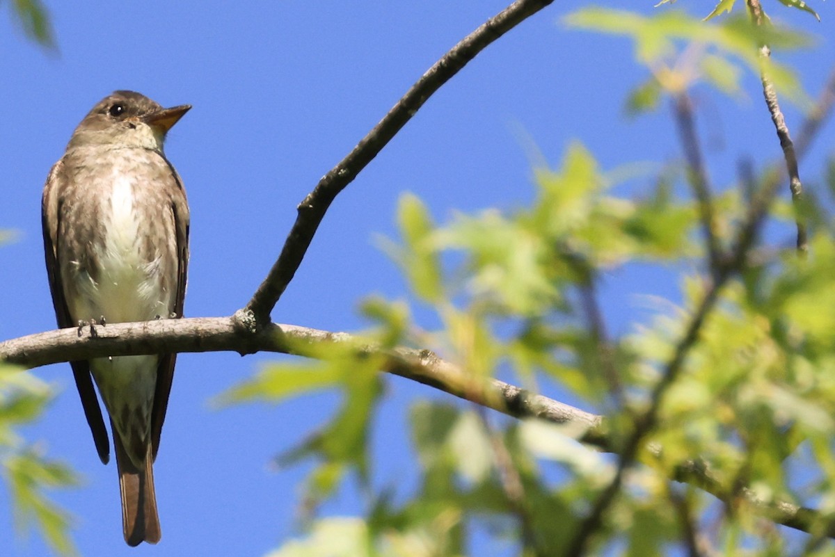 Olive-sided Flycatcher - ML358550211