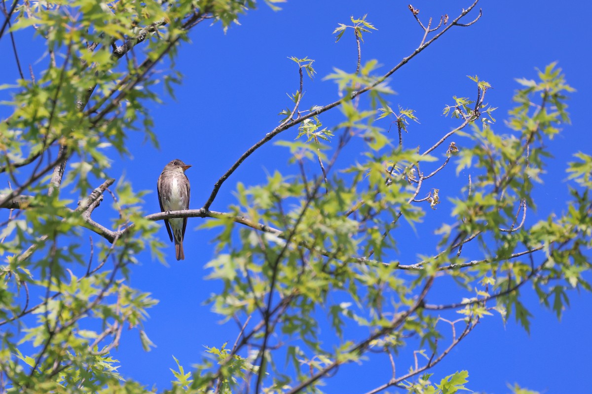 Olive-sided Flycatcher - ML358550401