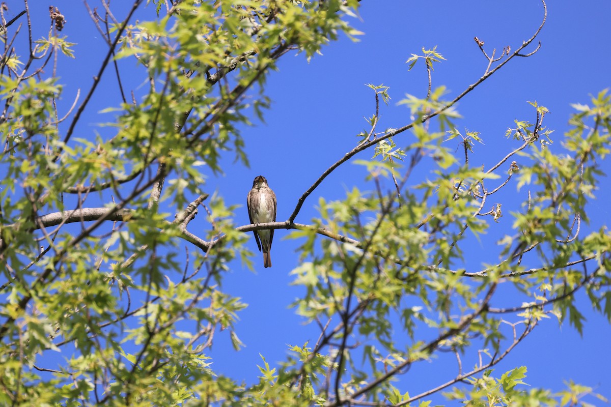 Olive-sided Flycatcher - ML358550421