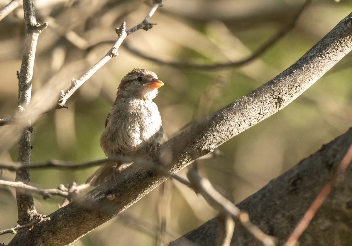 House Sparrow - ML358550461