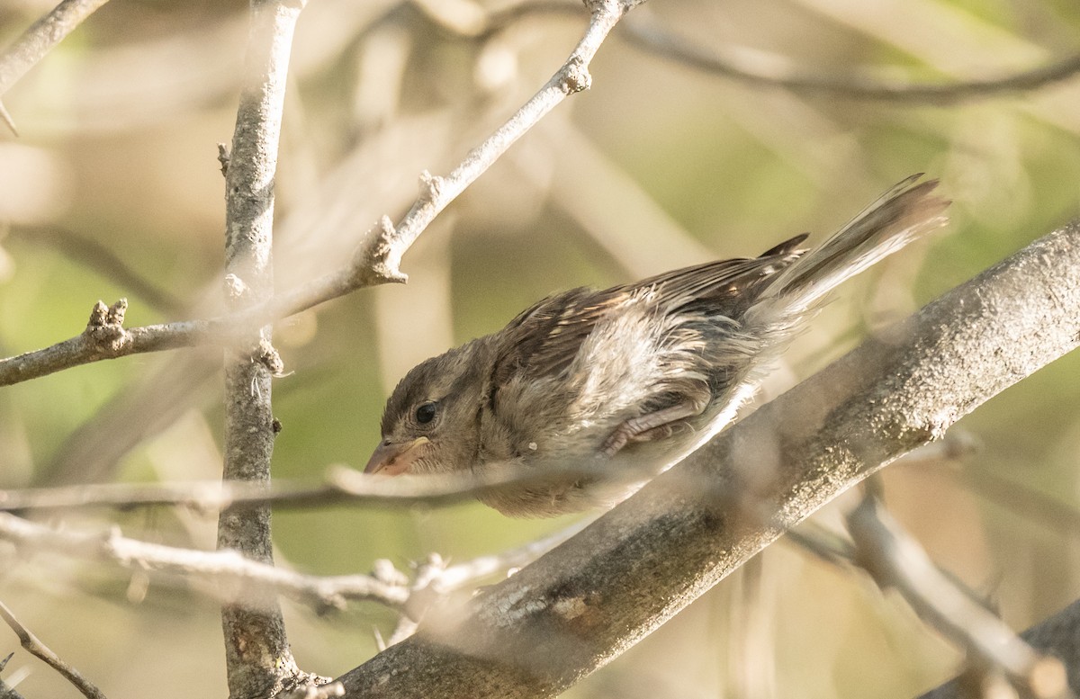 House Sparrow - ML358550481