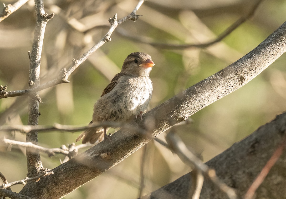 House Sparrow - ML358550521