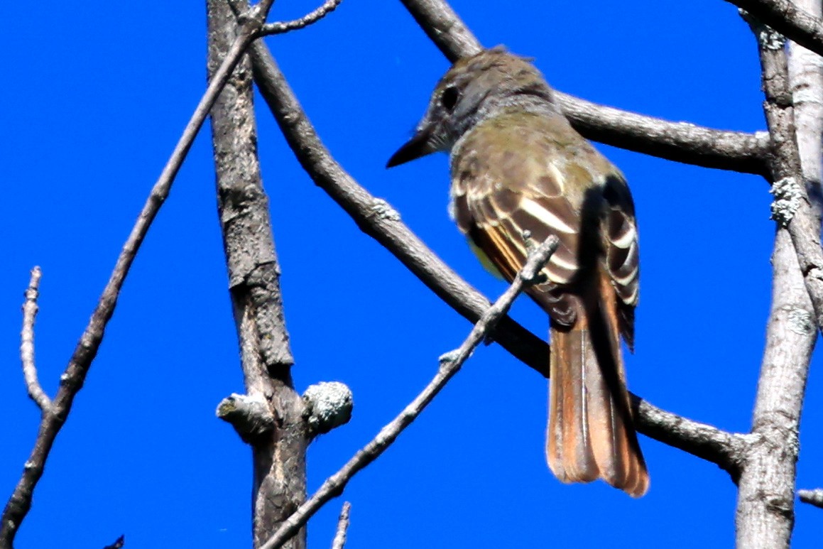 Great Crested Flycatcher - ML358550541