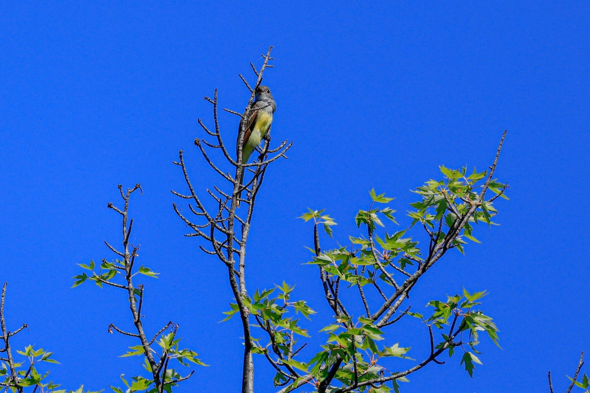 Great Crested Flycatcher - ML358550561