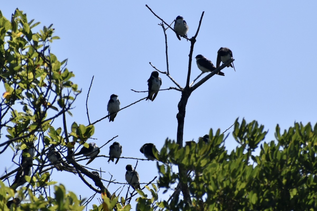 Tree Swallow - ML358550741