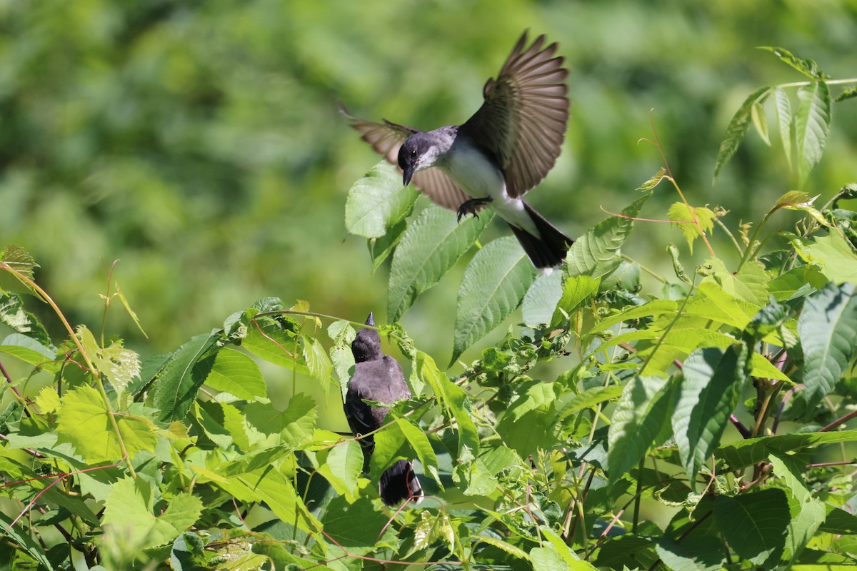 Eastern Kingbird - ML358550761