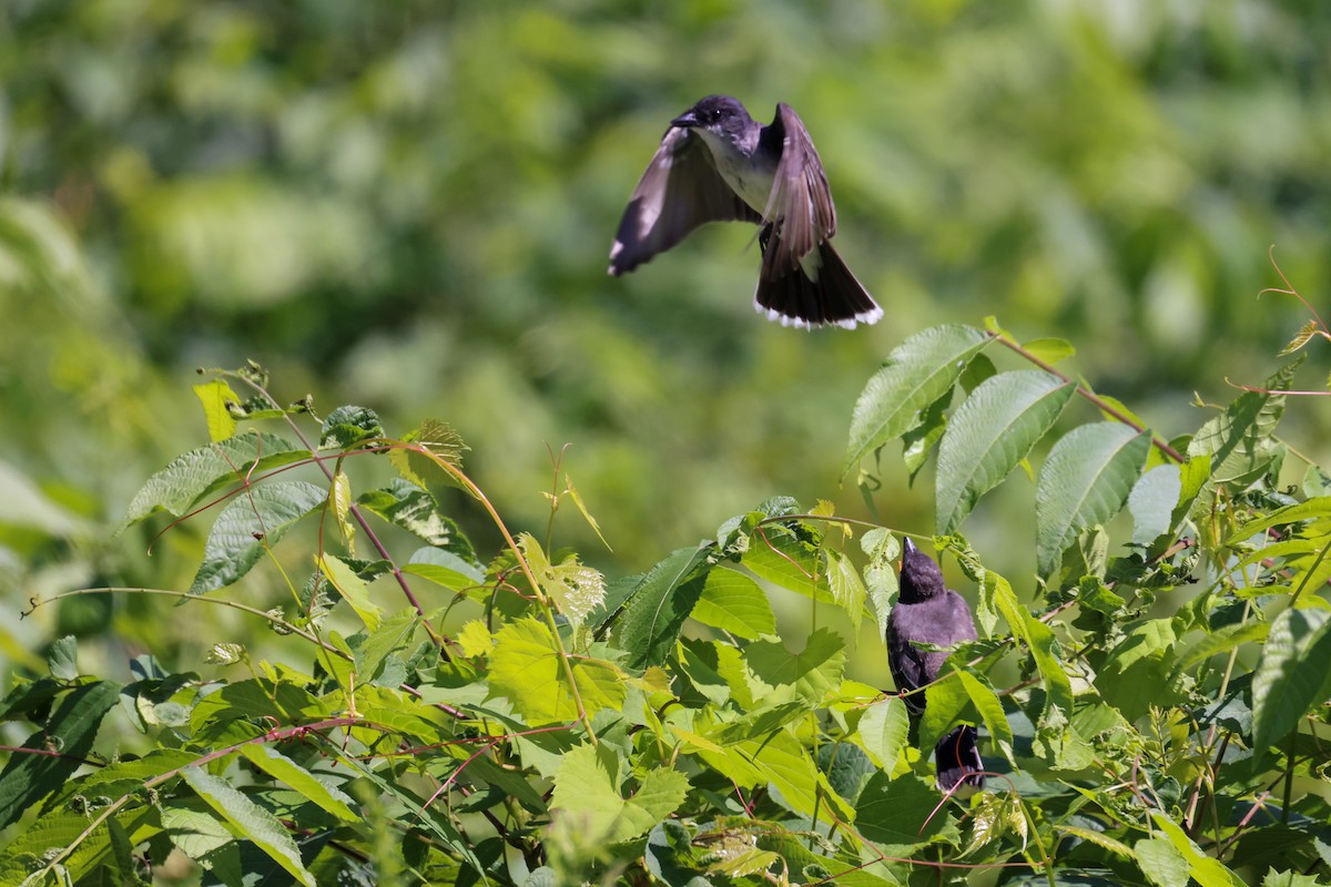 Eastern Kingbird - ML358550781