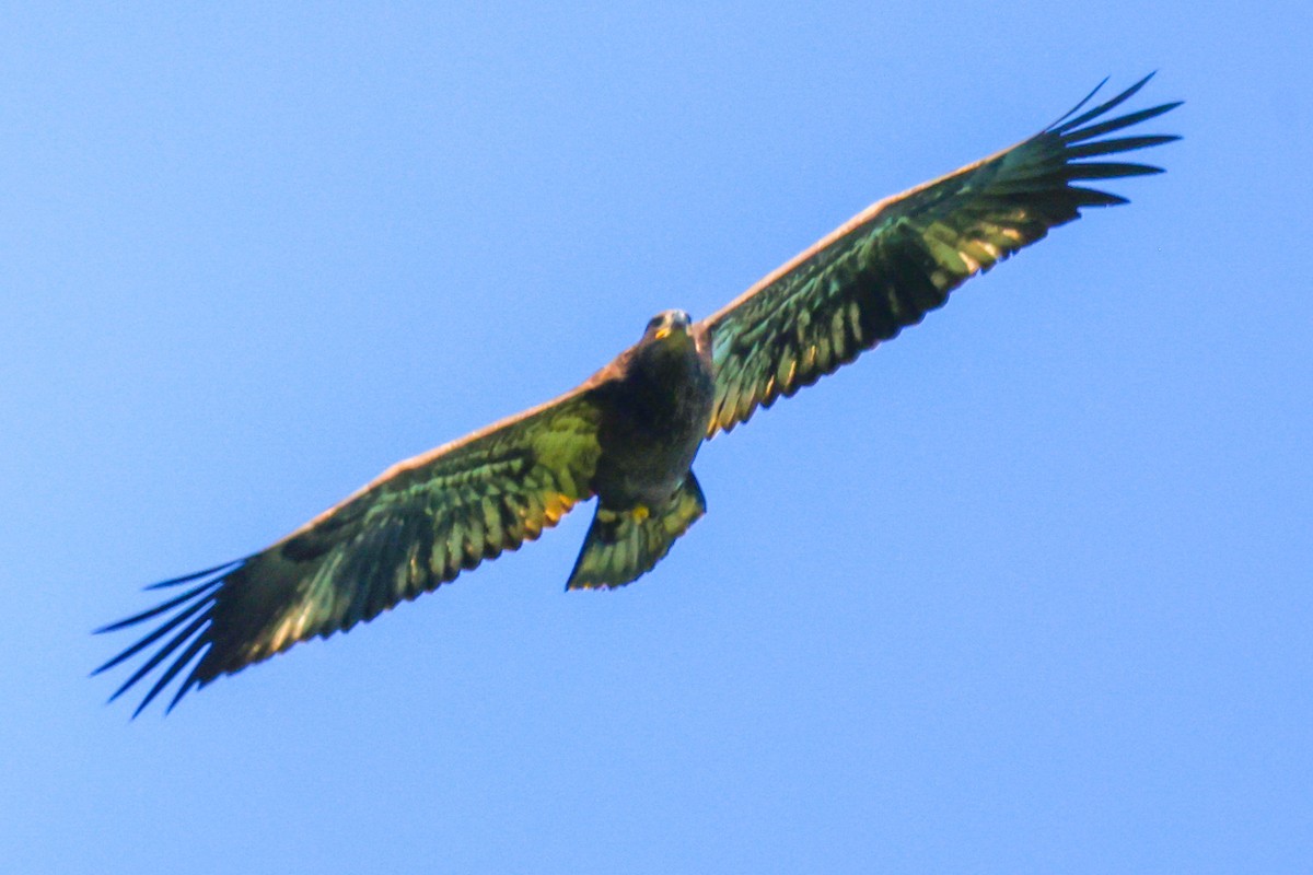 Bald Eagle - ML358551001