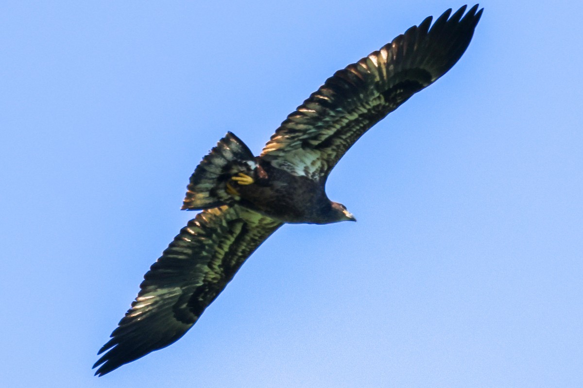 Bald Eagle - ML358551021