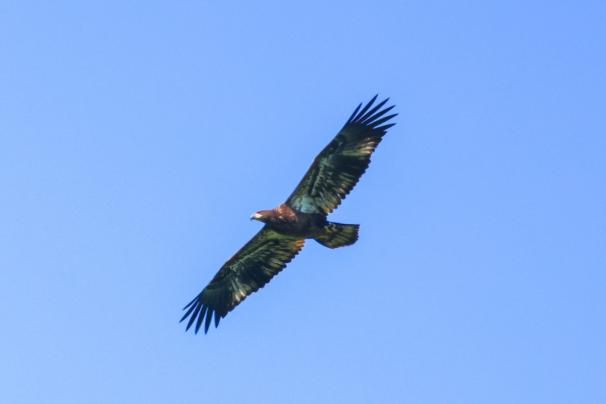 Bald Eagle - ML358551041