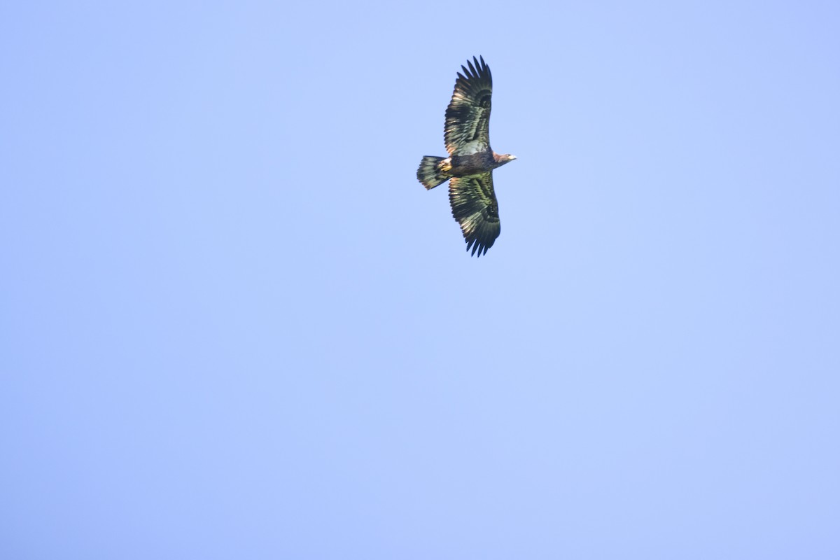 Bald Eagle - ML358551051