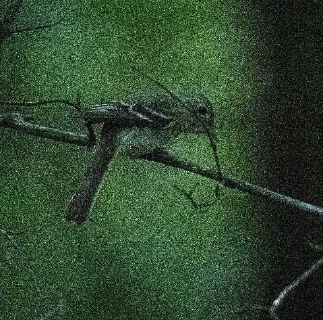 Acadian Flycatcher - ML358551221