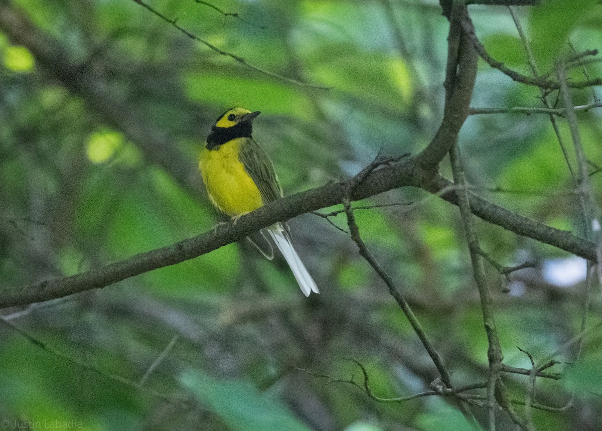 Hooded Warbler - ML358551241
