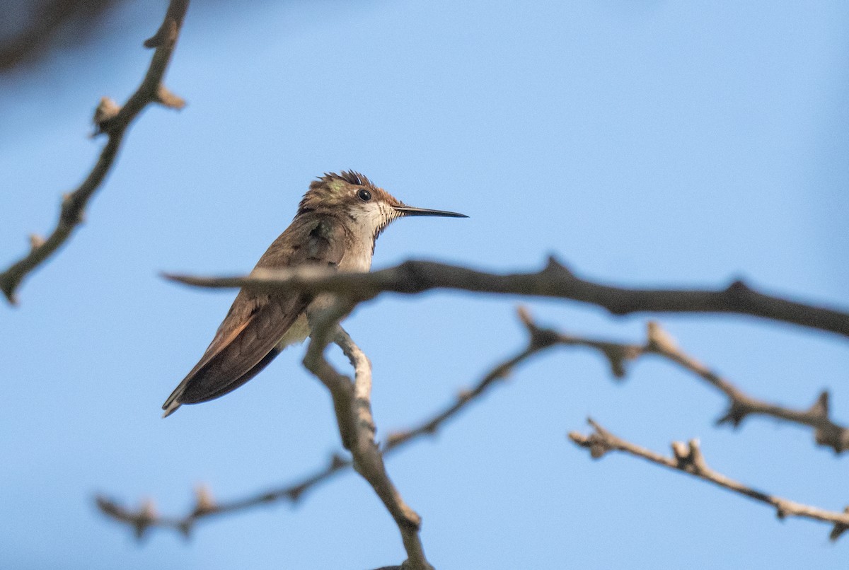 Ruby-topaz Hummingbird - ML358551631