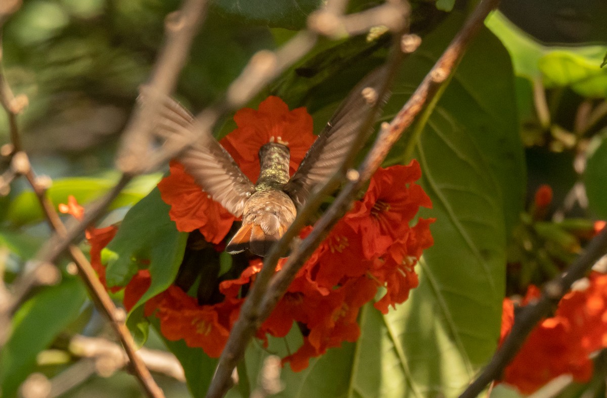 Ruby-topaz Hummingbird - ML358551651