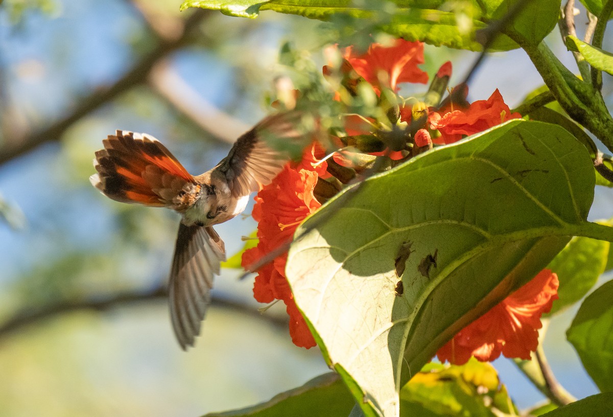 Colibrí Rubí - ML358551691