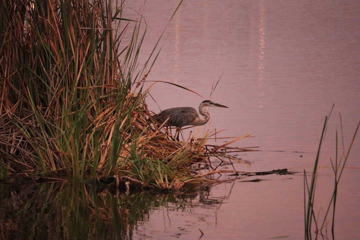 Great Blue Heron - ML358552071