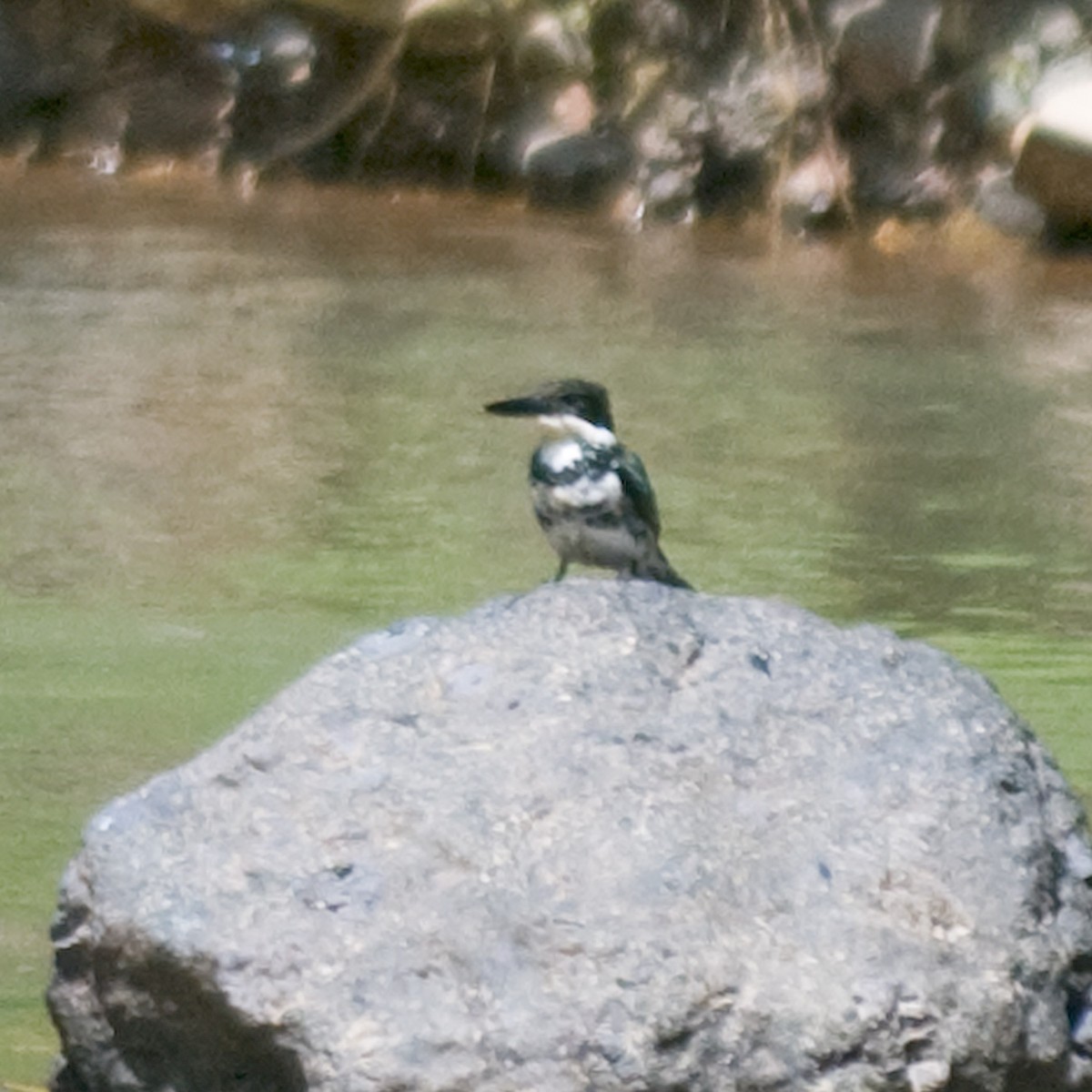 Green Kingfisher - Russ Wigh