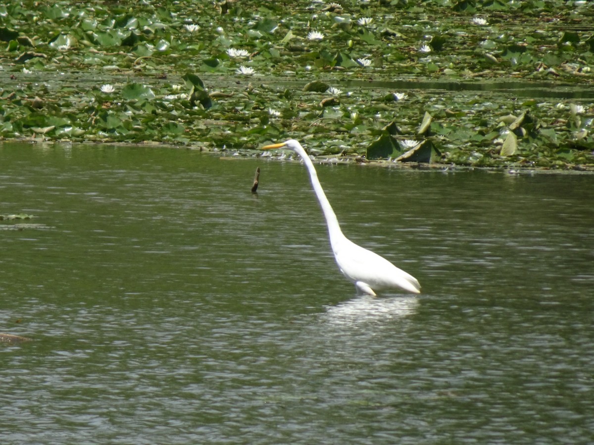 Great Egret - ML358553701