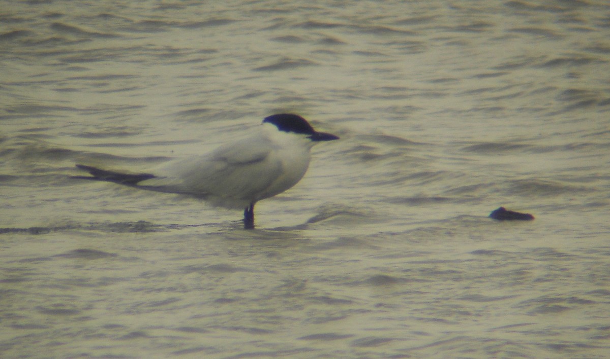 Gull-billed Tern - ML35855681