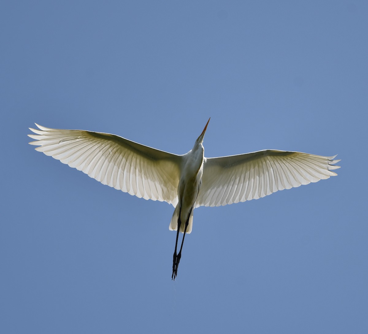 Great Egret - Gerco Hoogeweg