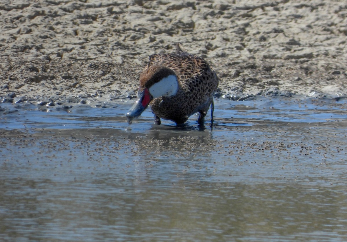 White-cheeked Pintail - ML358557881