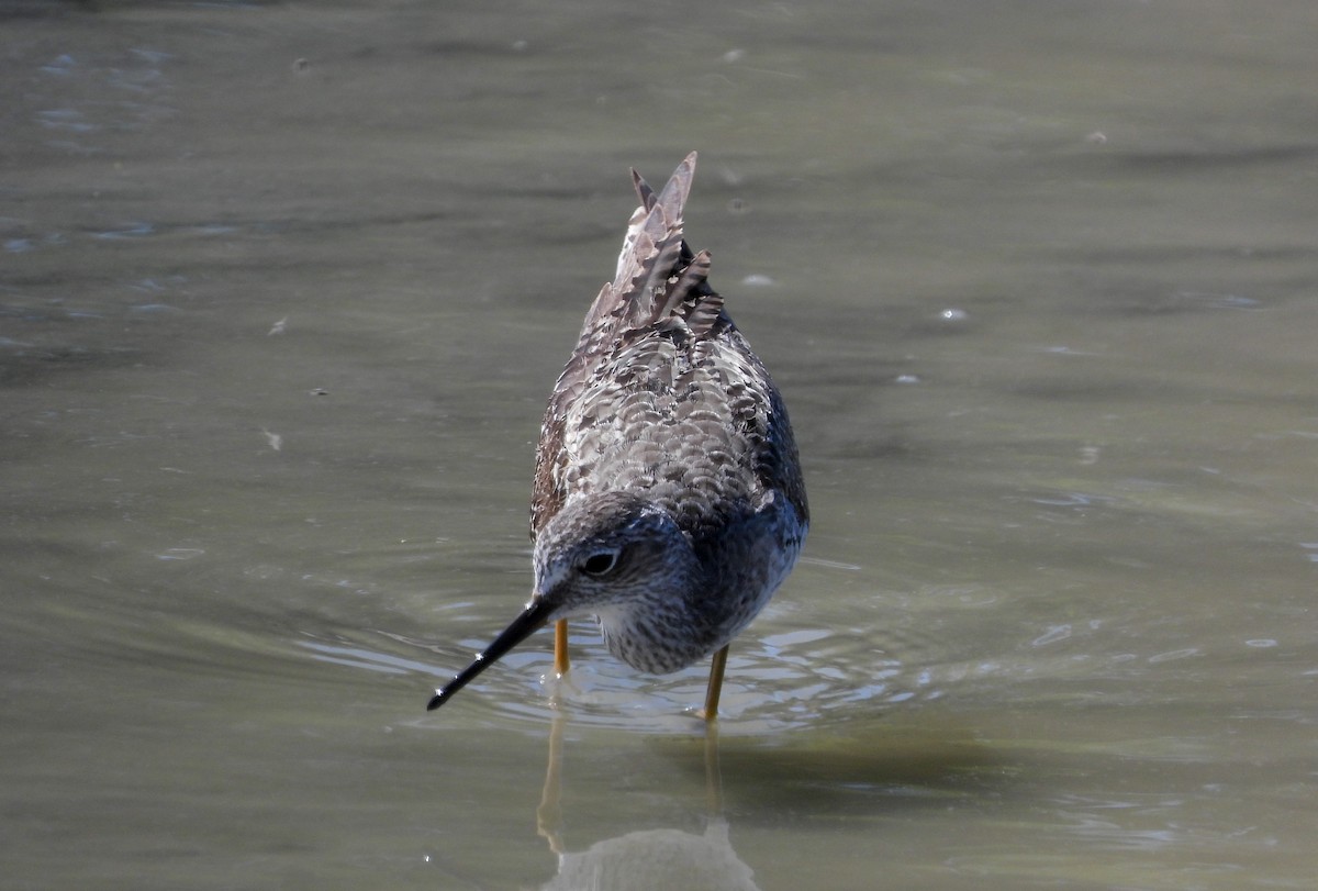 Lesser Yellowlegs - ML358558021