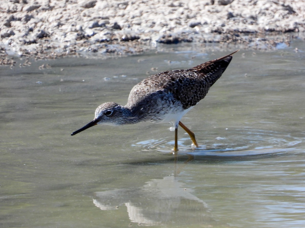 Lesser Yellowlegs - ML358558091