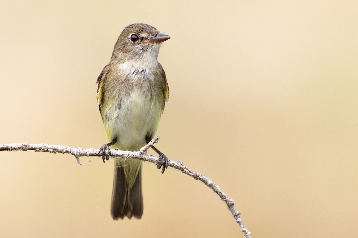 Alder Flycatcher - ML358558171