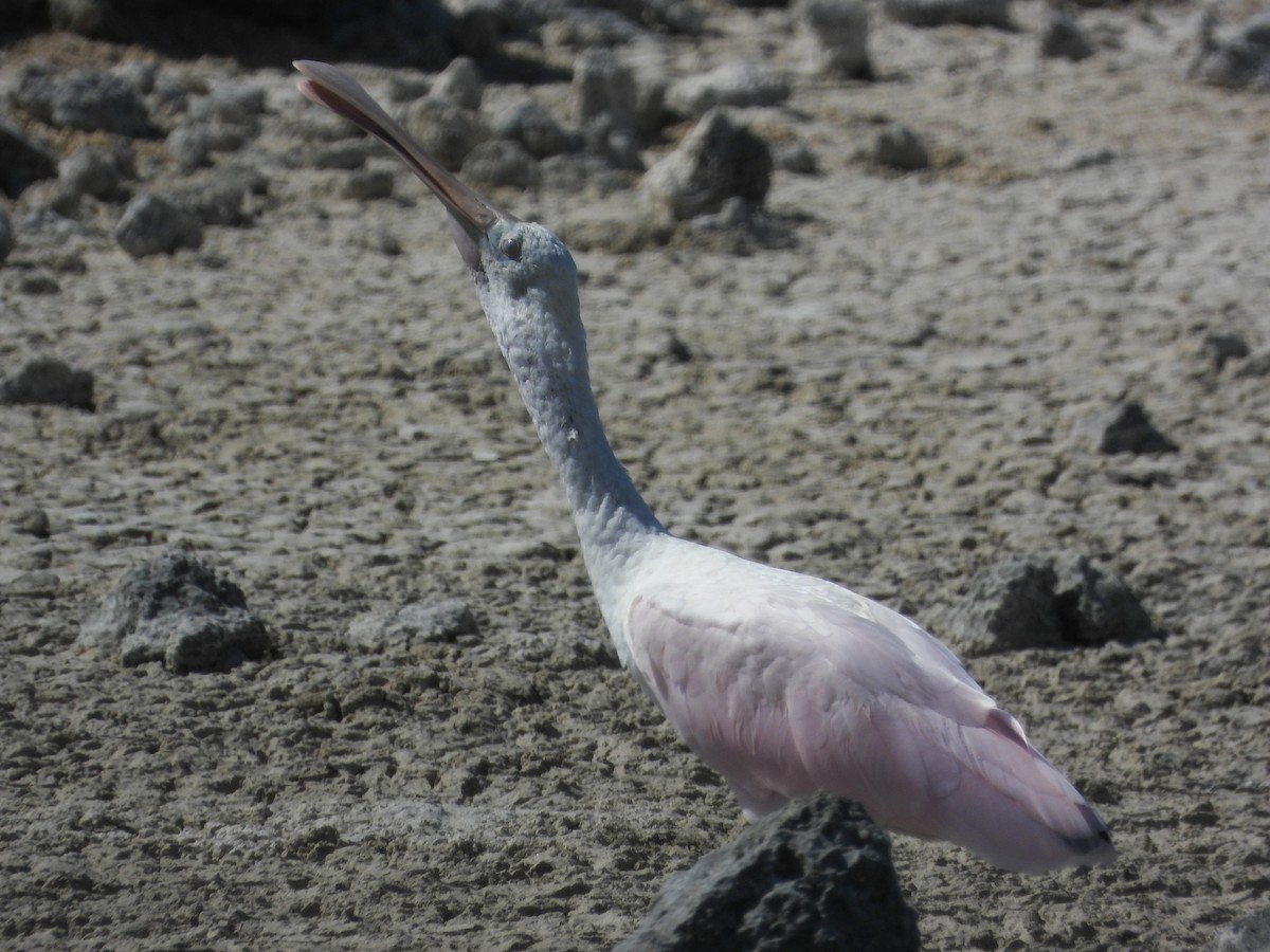 Roseate Spoonbill - Pam Rasmussen