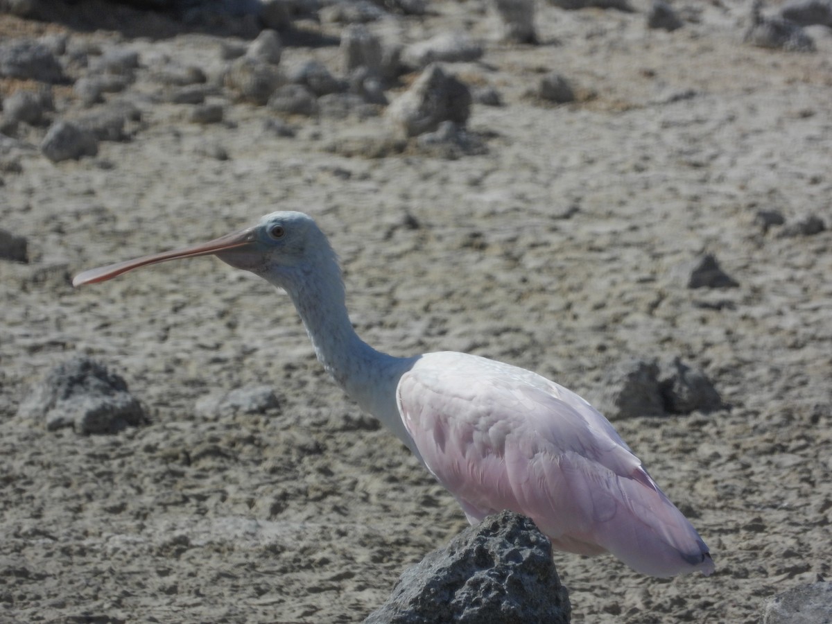 Roseate Spoonbill - Pam Rasmussen