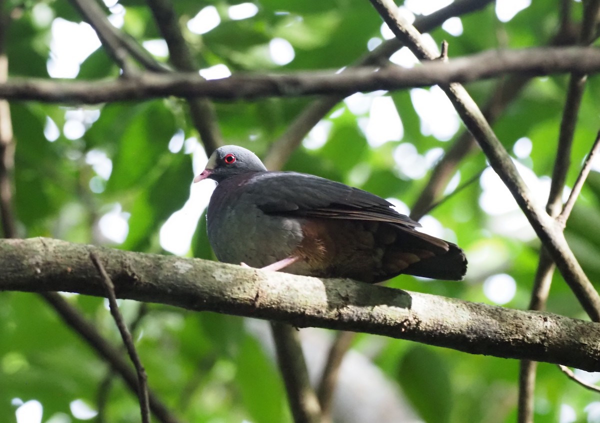 White-fronted Quail-Dove - Craig Swolgaard