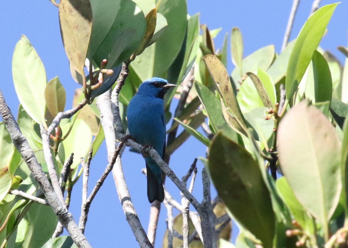 Dacnis bleu - ML358561561