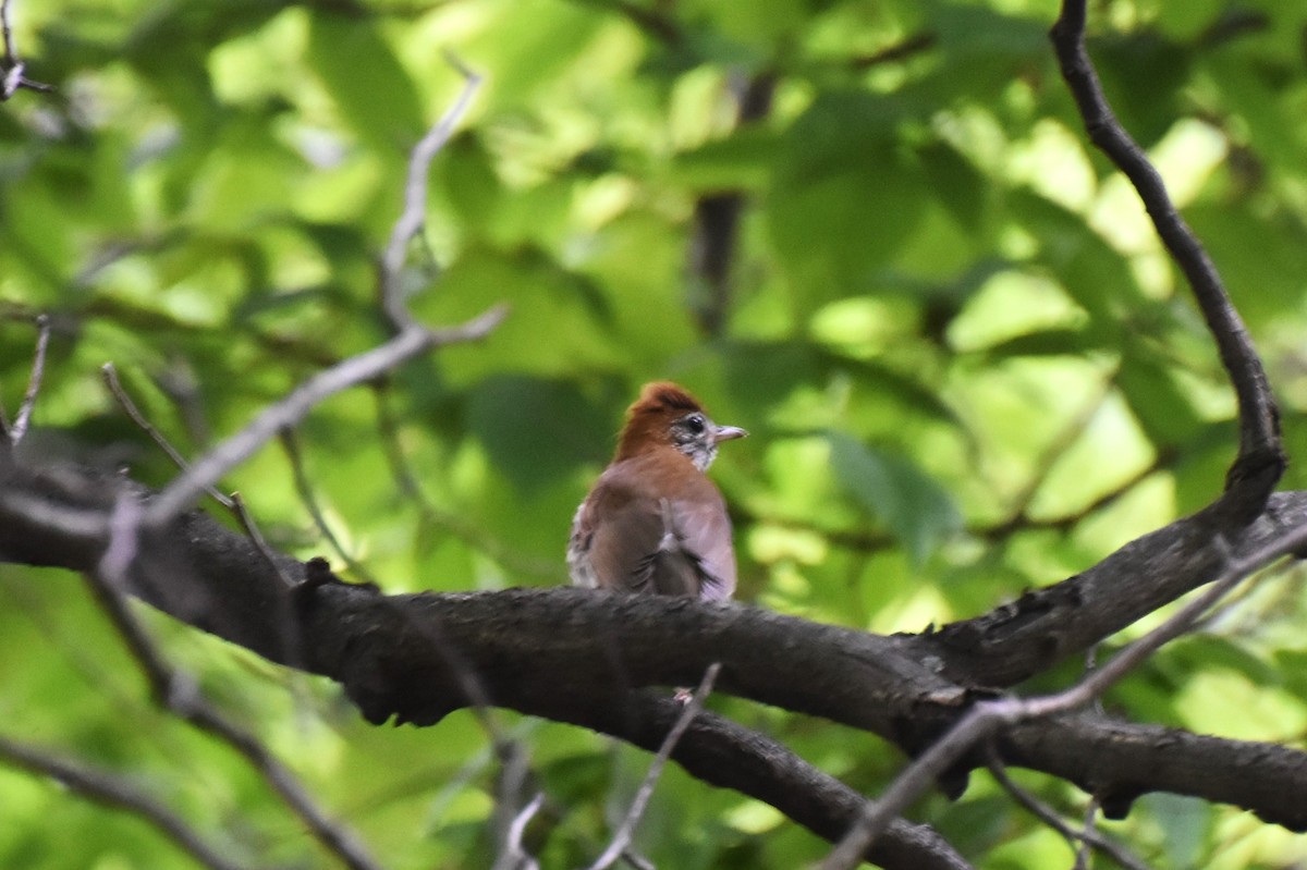 Wood Thrush - ML358563891