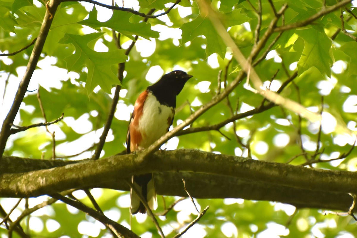 Eastern Towhee - ML358564061