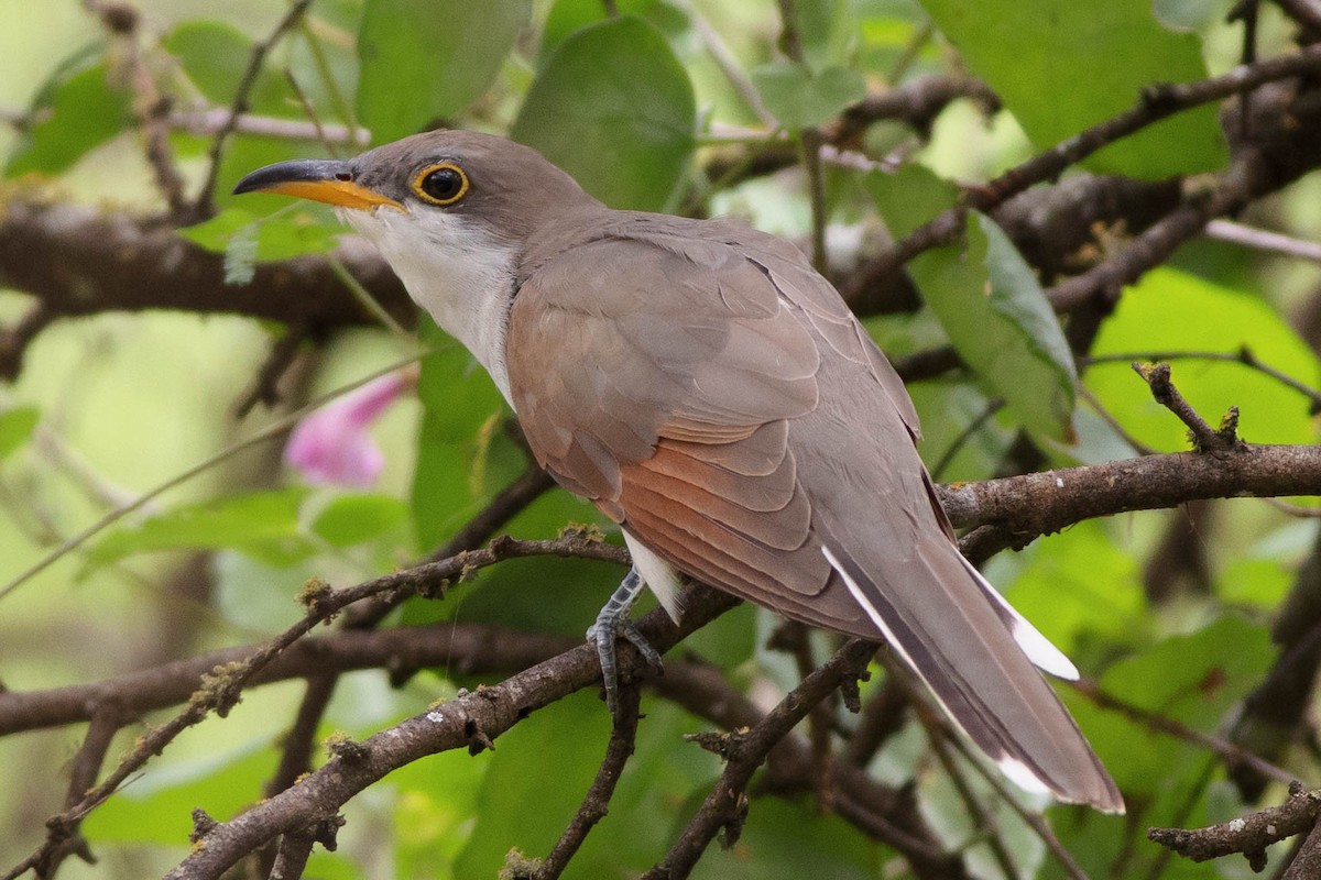 Yellow-billed Cuckoo - Jeffrey Mann