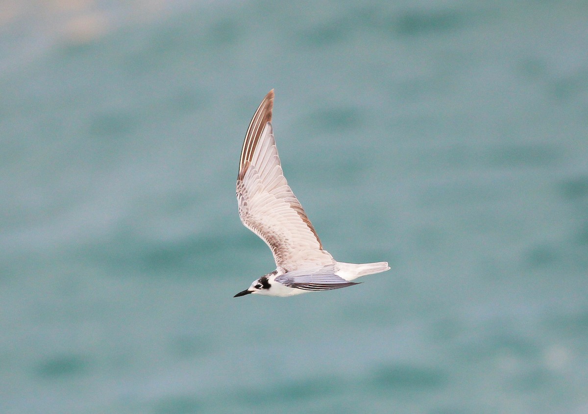White-winged Tern - ML35856441