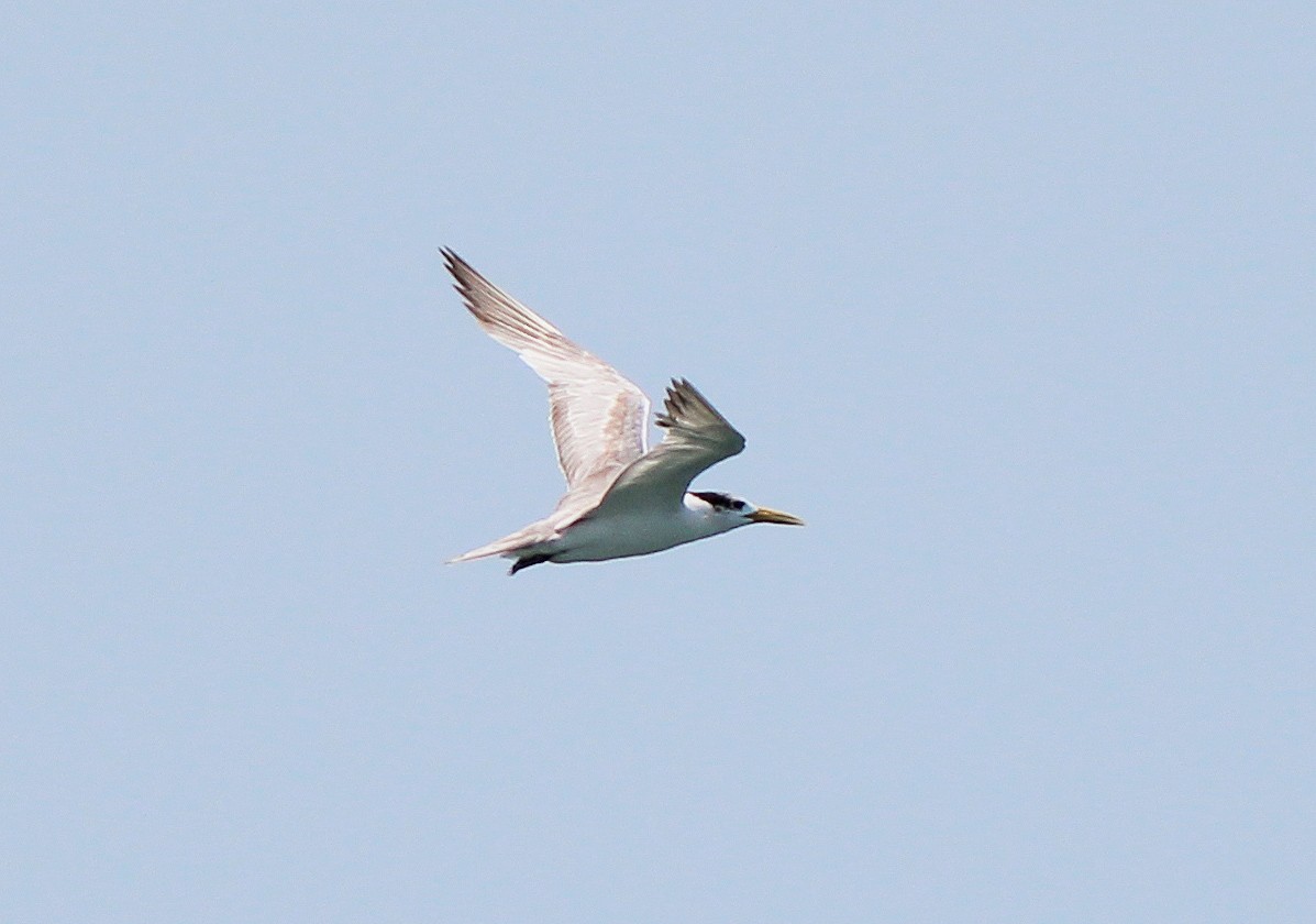 Great Crested Tern - Neoh Hor Kee