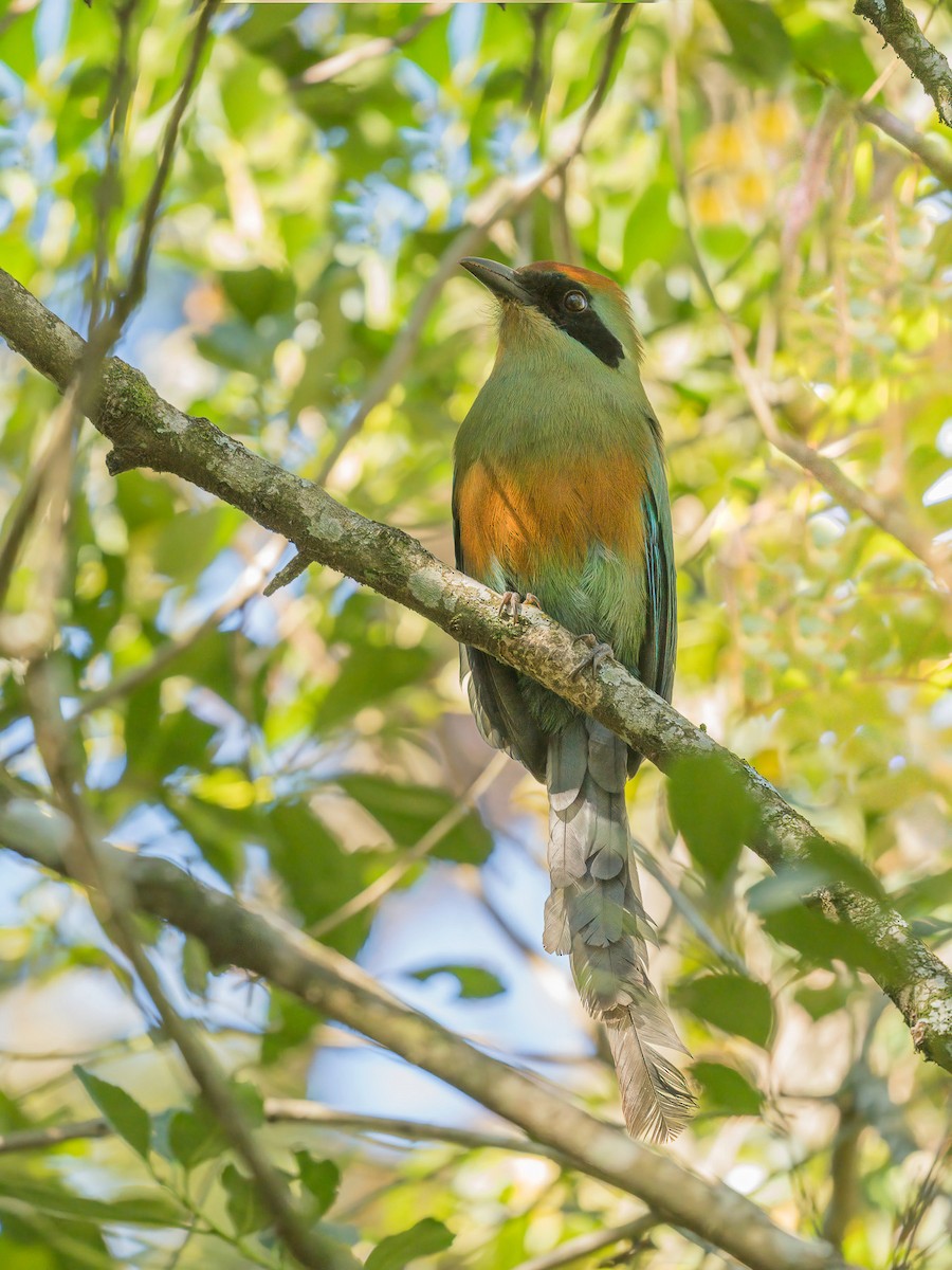 Rufous-capped Motmot - Jorge Claudio Schlemmer