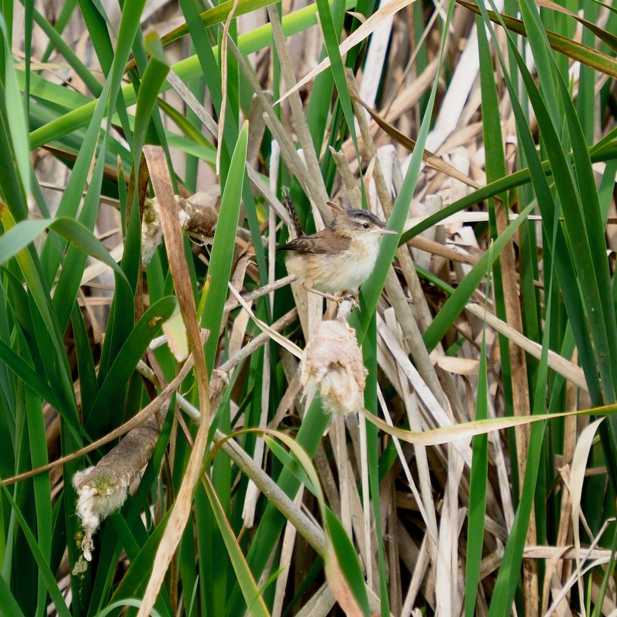 Marsh Wren - Bruce Gates