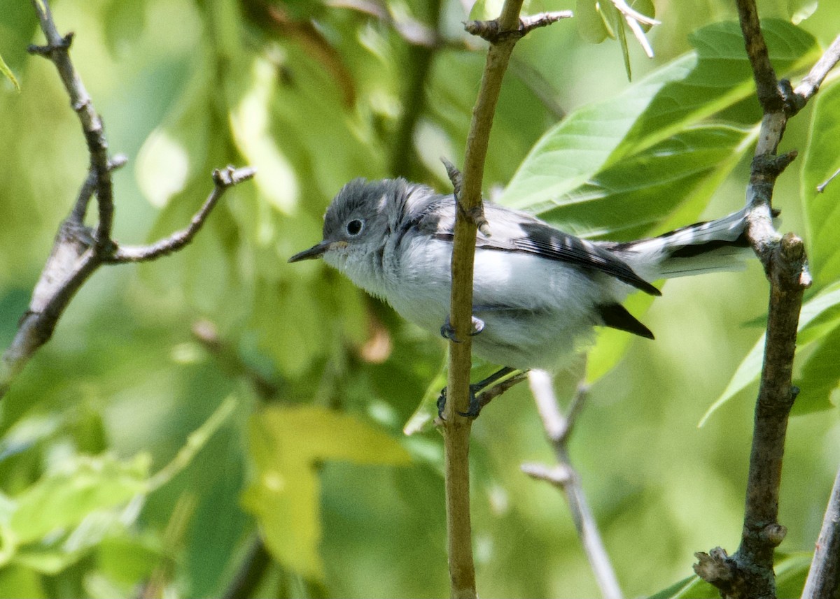 Blue-gray Gnatcatcher - ML358566941