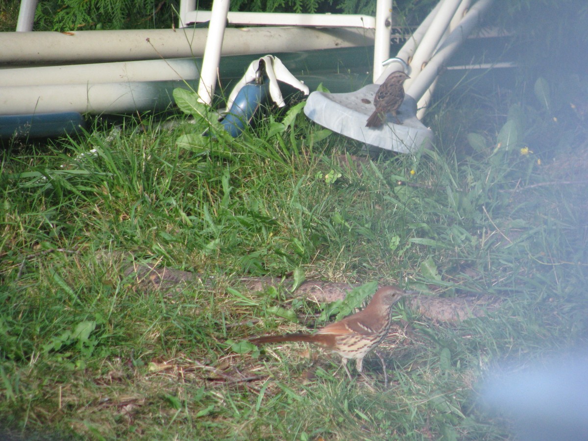 Brown Thrasher - ML35857091