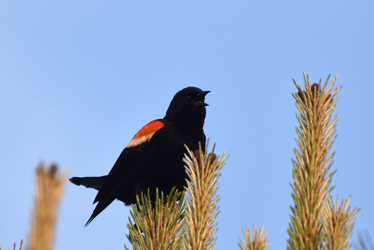 Red-winged Blackbird - ML358571661